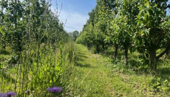Producties in biologische landbouw structureel lager