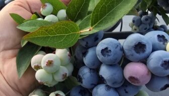 Nieuw blauwebessenras Highland Charm gelanceerd
