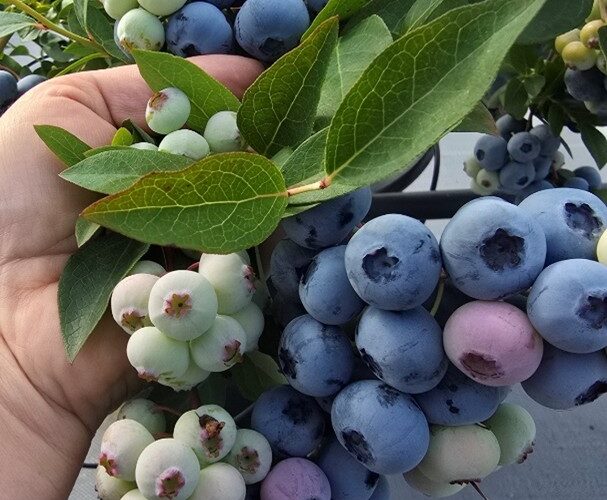 Nieuw blauwebessenras Highland Charm gelanceerd