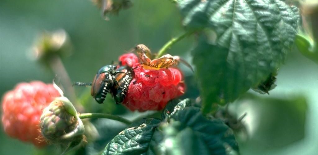 ‘Houd Nederland vrij van de Japanse kever’