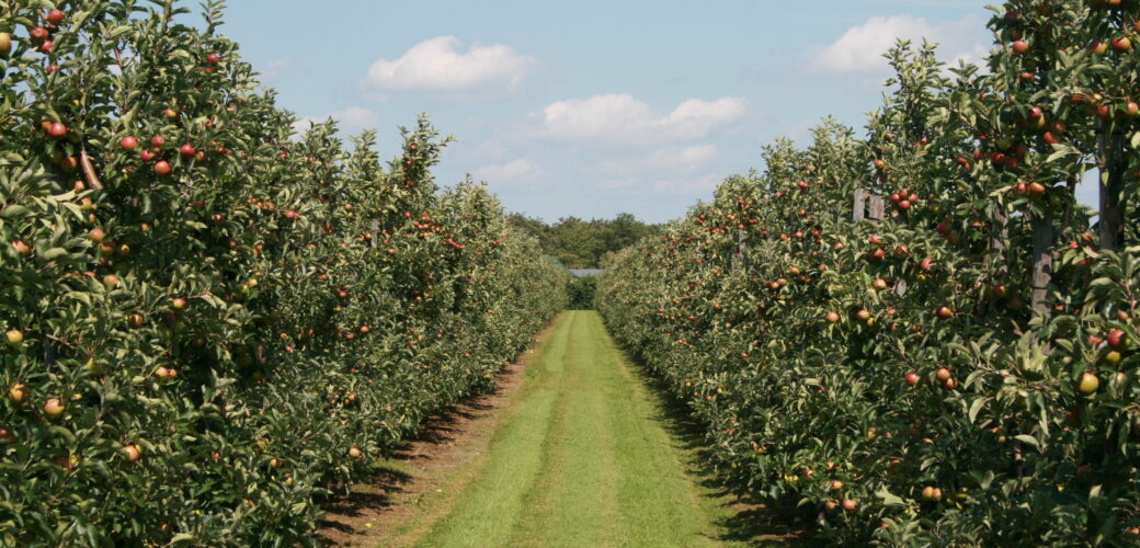 Stikstofgebruiksnormen voor 2026 gepubliceerd