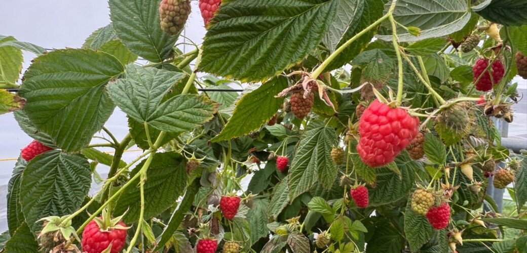 Pink Rosita-framboos vanaf volgend jaar commercieel beschikbaar