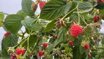 Pink Rosita-framboos vanaf volgend jaar commercieel beschikbaar