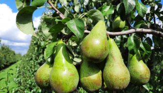 Oproep: Vragenlijst Smart Farming Peren 2.0: Slim Snoeien