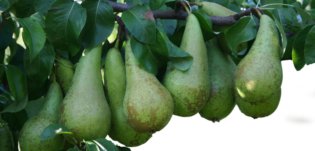 Fonds-aanvraag voor bredere toelating Surround