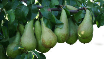 Fonds-aanvraag voor bredere toelating Surround