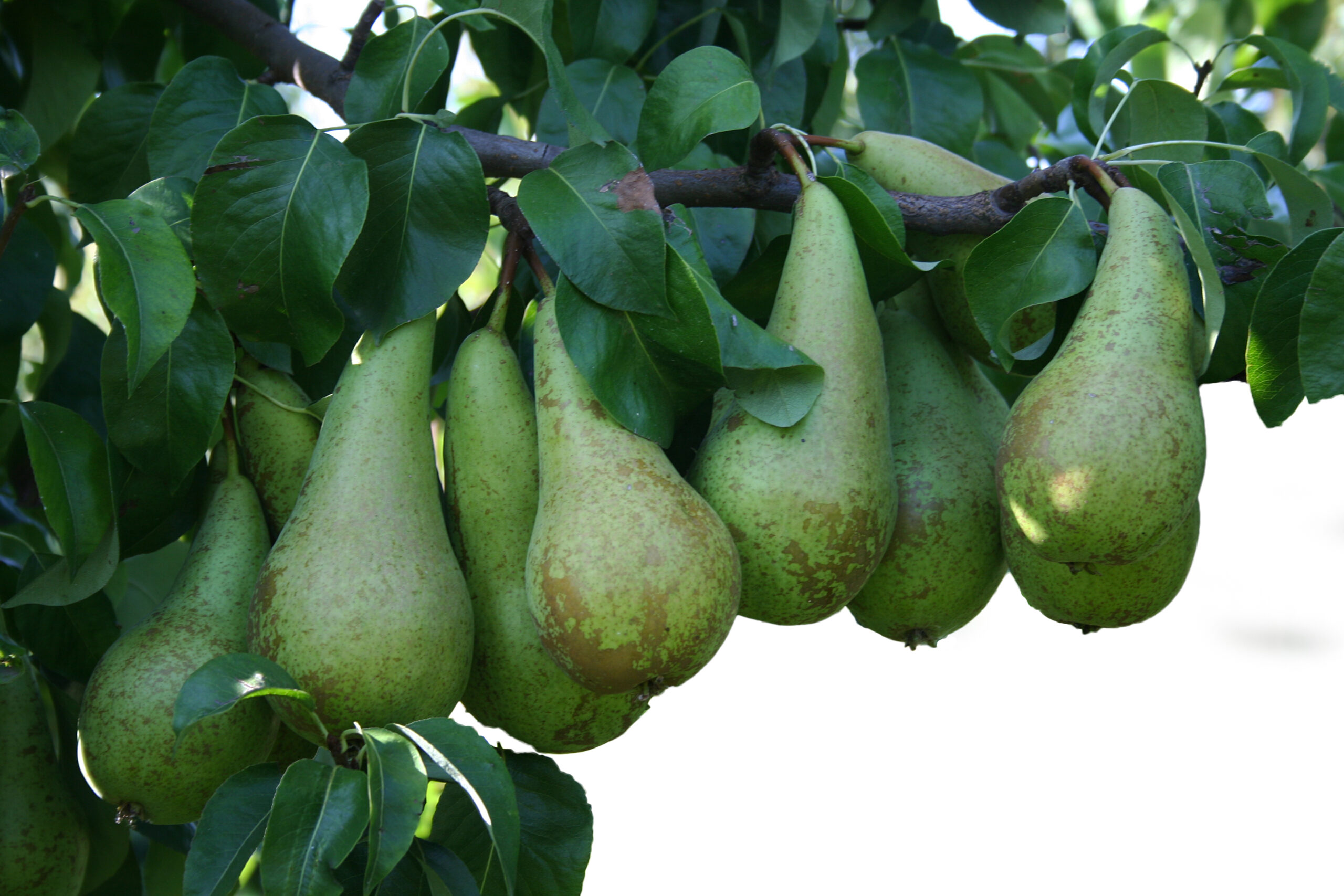 Fonds-aanvraag voor bredere toelating Surround