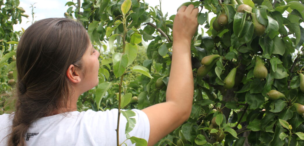 Nieuw project voor boomspecifieke mechanische vruchtdunning