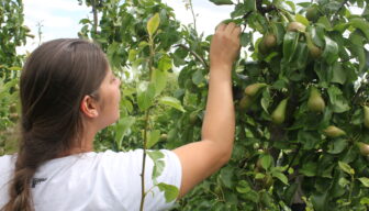 Nieuw project voor boomspecifieke mechanische vruchtdunning