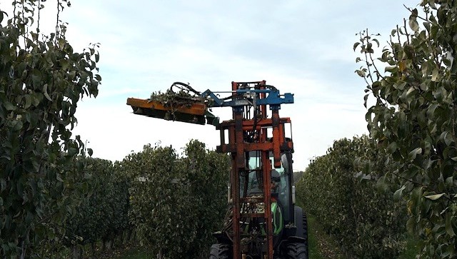 Perentelers vroeg aan de slag met mechanisch koppen snoeien