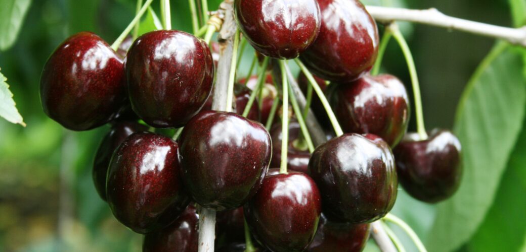 Verlenging Europese goedkeuring spinosad verwacht