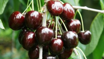 Verlenging Europese goedkeuring spinosad verwacht