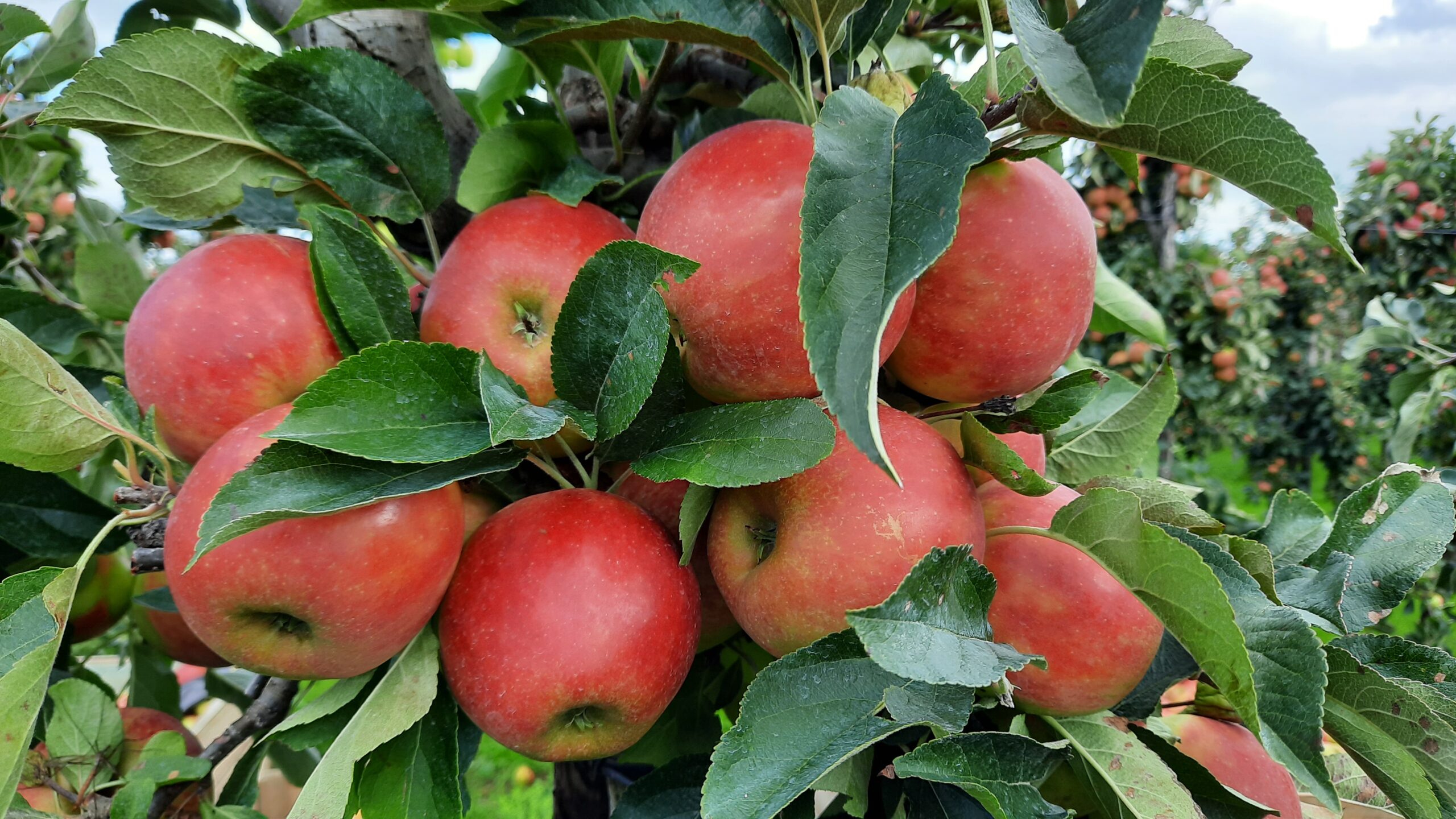 Fruit populair bij consumenten, maar kennis blijft achter