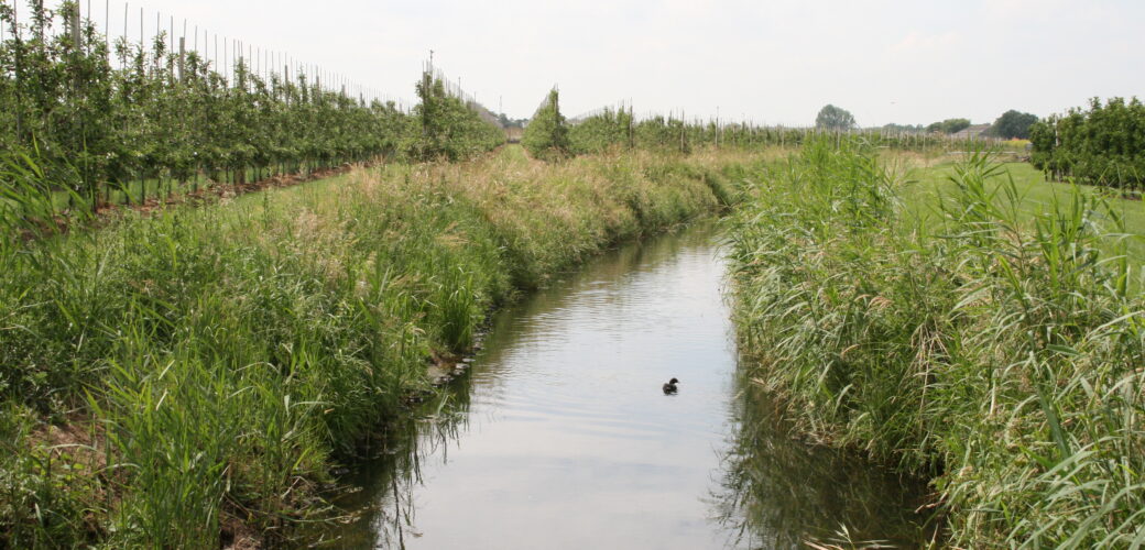 Controles hoogheemraadschap: merendeel fruittelers voldoet aan regels