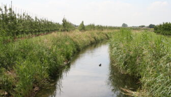 Controles hoogheemraadschap: merendeel fruittelers voldoet aan regels
