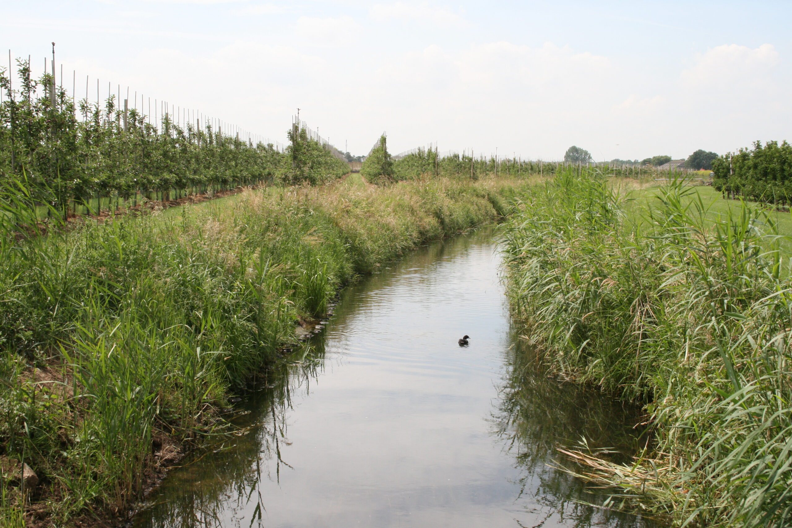 Controles hoogheemraadschap: merendeel fruittelers voldoet aan regels