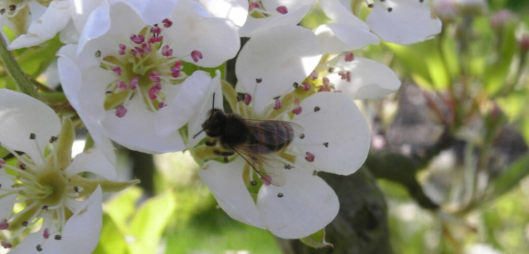Europa wil snellere toelating groene gewasbeschermingsmiddelen