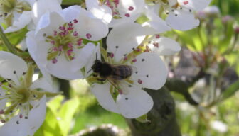 Europa wil snellere toelating groene gewasbeschermingsmiddelen