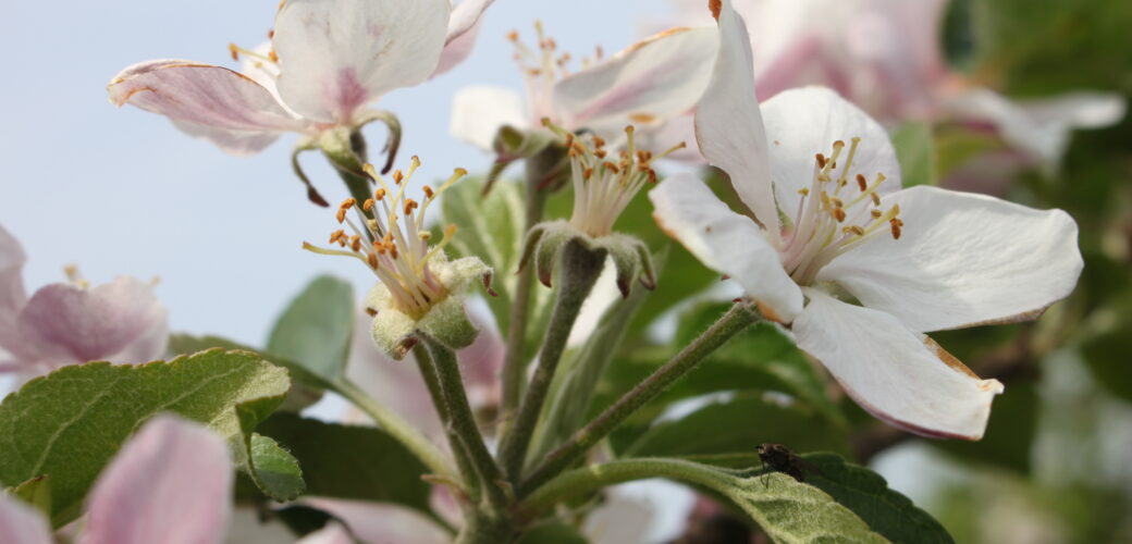 Organiseert u activiteiten voor fruittelers? Laat het ons weten!