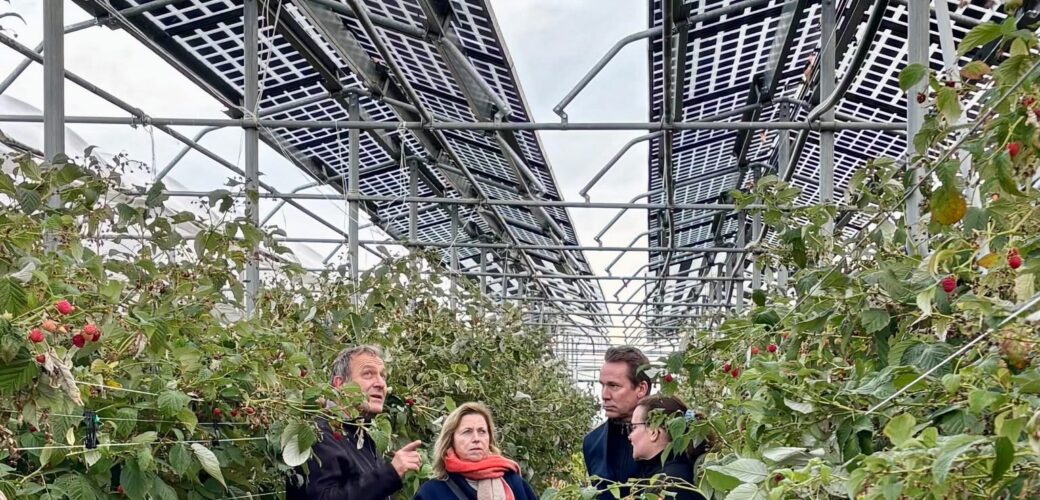 Onderzoek naar teelt frambozen onder zonnepanelen bij pcfruit