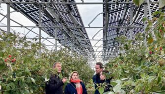 Onderzoek naar teelt frambozen onder zonnepanelen bij pcfruit