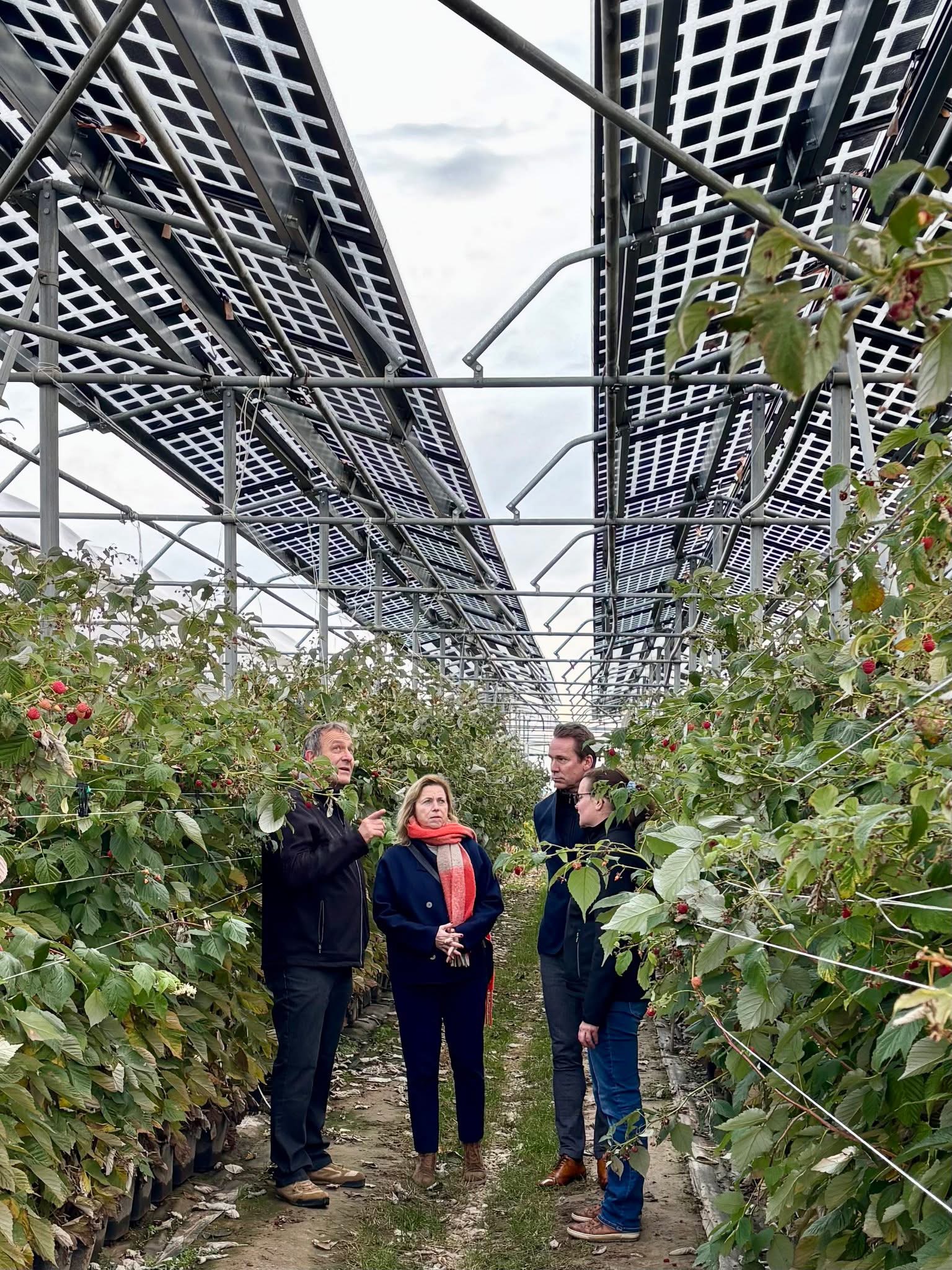 Onderzoek naar teelt frambozen onder zonnepanelen bij pcfruit