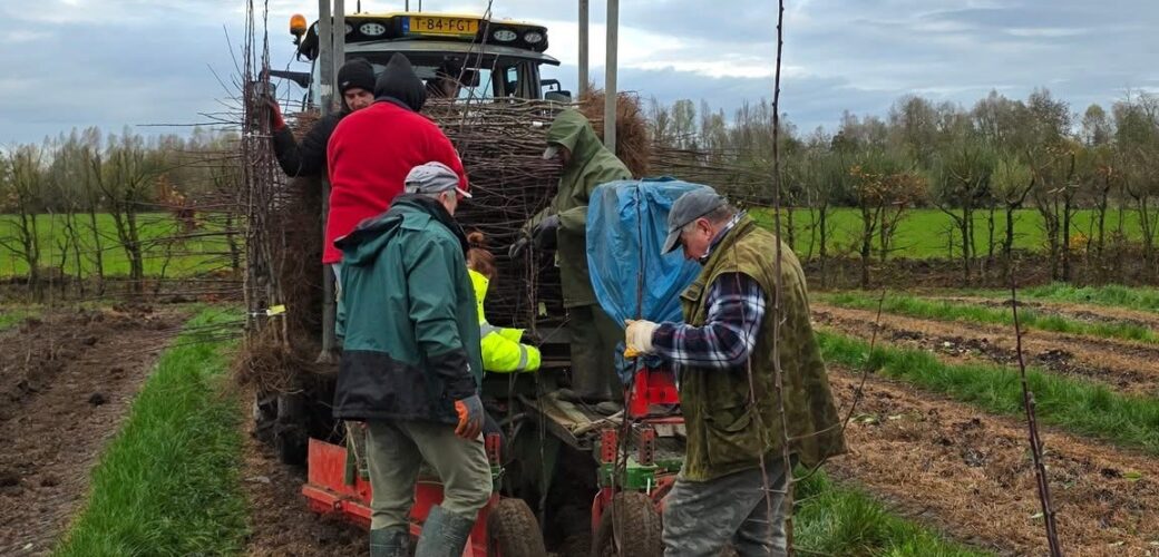 Nieuwe rassen moeten pruimenseizoen met maand verlengen
