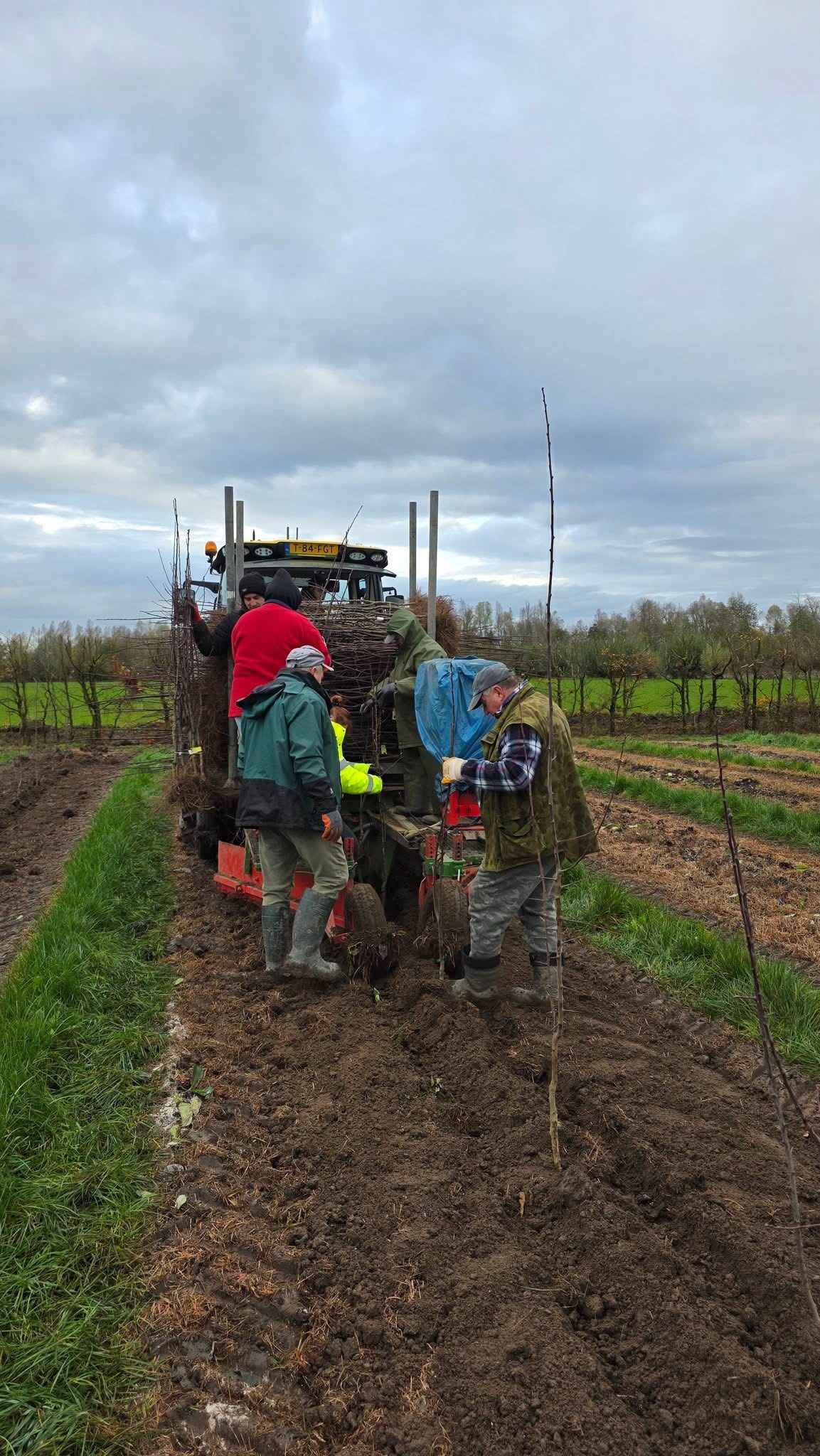 Nieuwe rassen moeten pruimenseizoen met maand verlengen