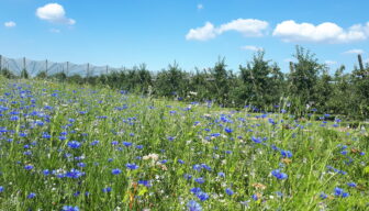 Maximaal profiteren van een akkerrand? Maak gebruik van de gratis GroenWijzer!