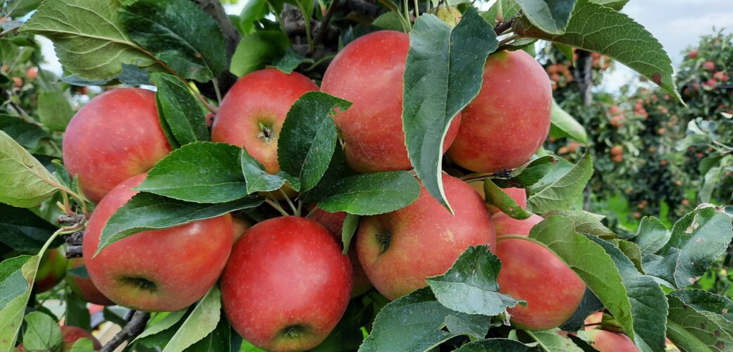 Oogstraming appels en peren licht naar boven bijgesteld