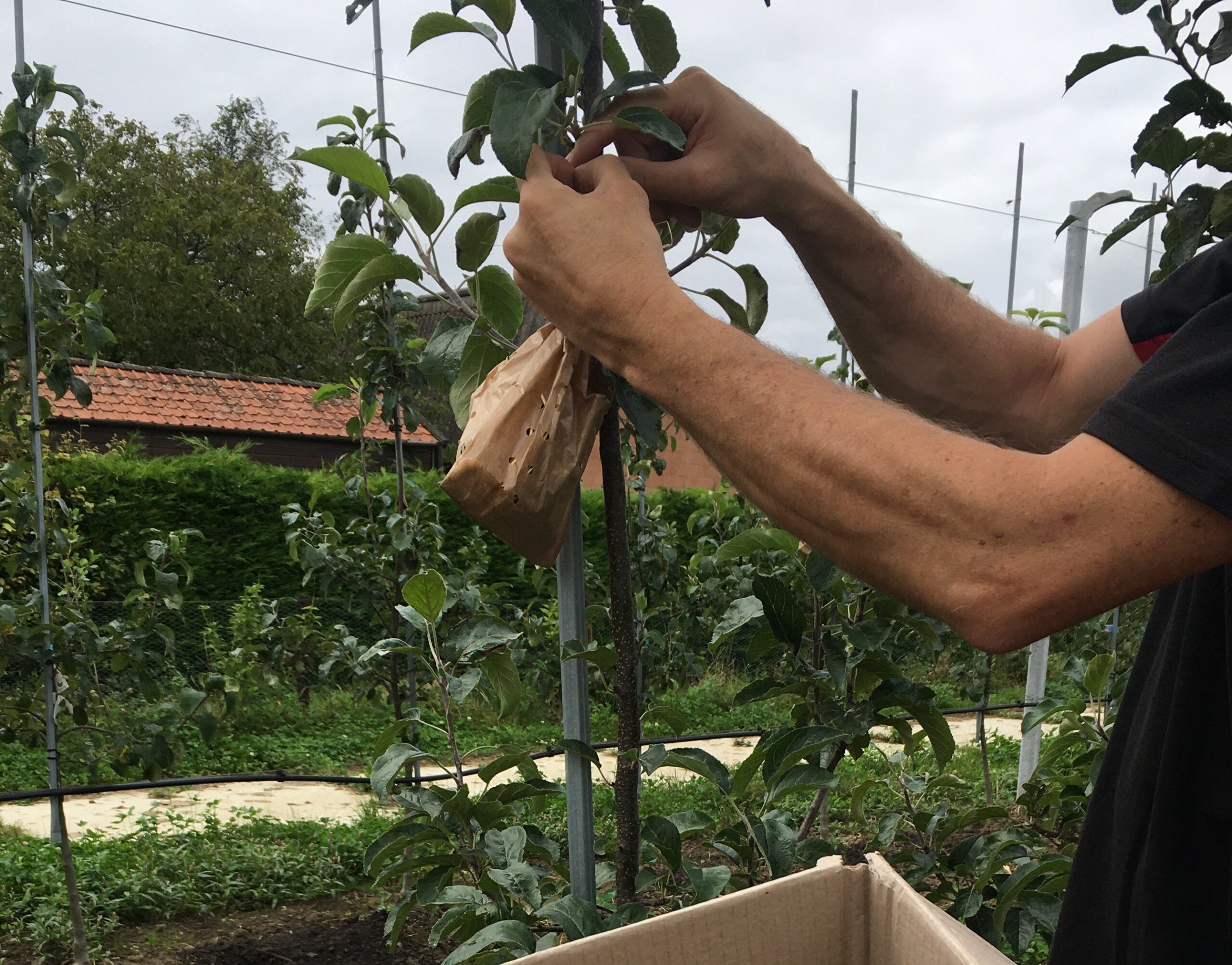 Groener spuitschema vraagt duidelijk meer middelengebruik   
