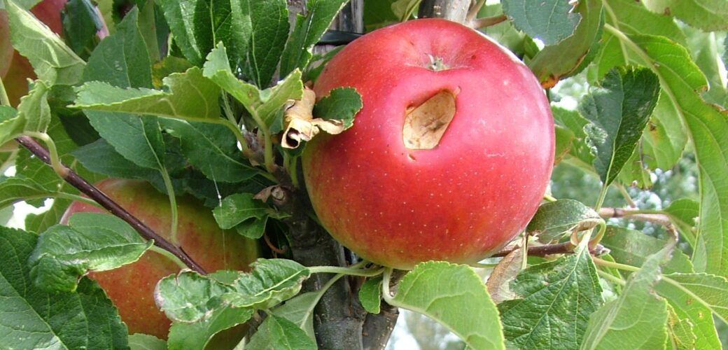 Noord-Hollandse fruittelers kunnen weer actie ondernemen tegen houtduiven