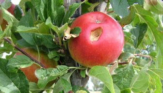 Noord-Hollandse fruittelers kunnen weer actie ondernemen tegen houtduiven