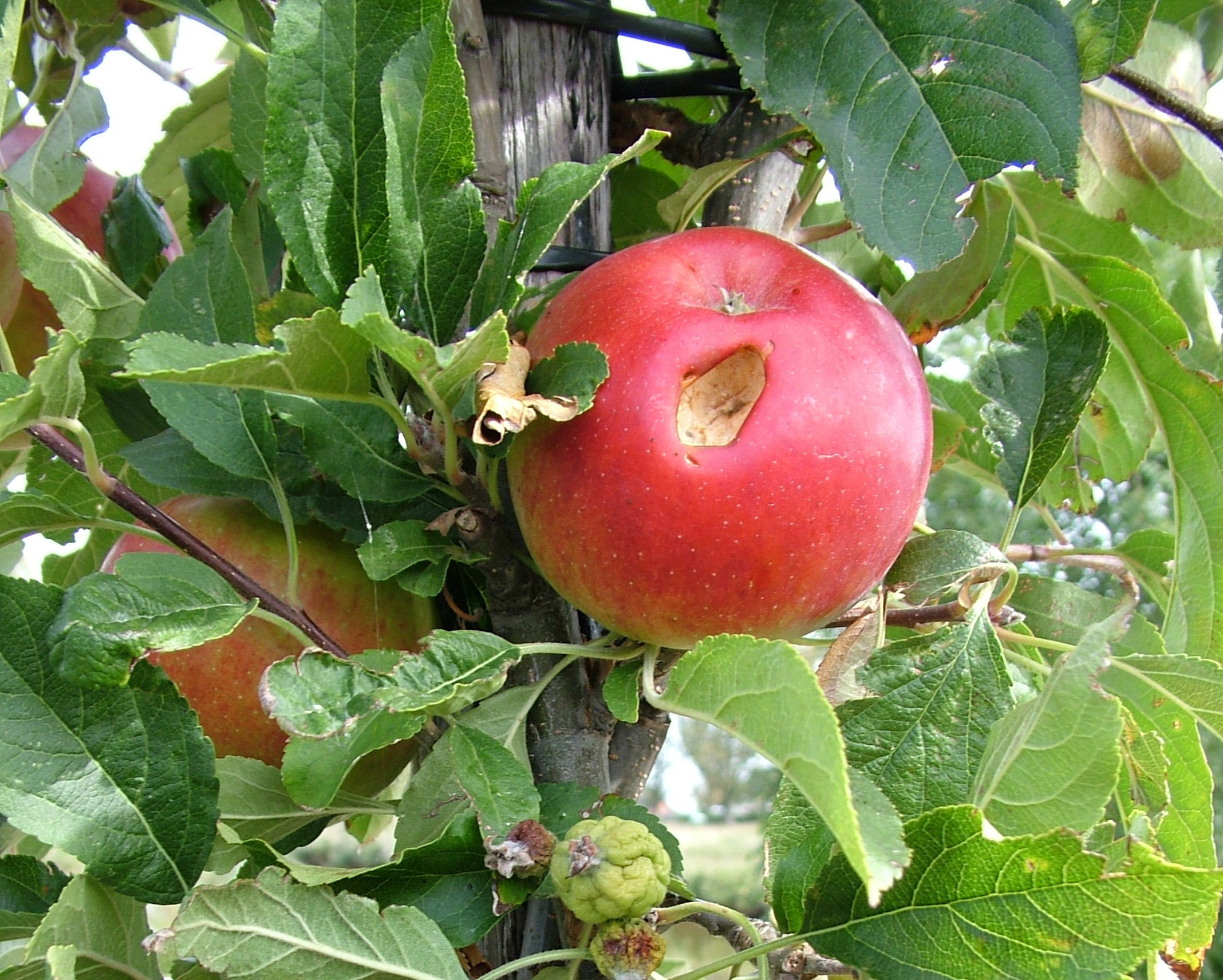 Noord-Hollandse fruittelers kunnen weer actie ondernemen tegen houtduiven