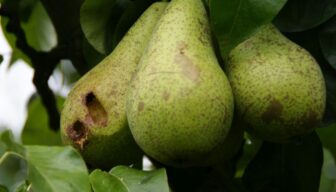 KWIN-prijs leidend bij prijsbepaling faunaschade, fruit uitgezonderd