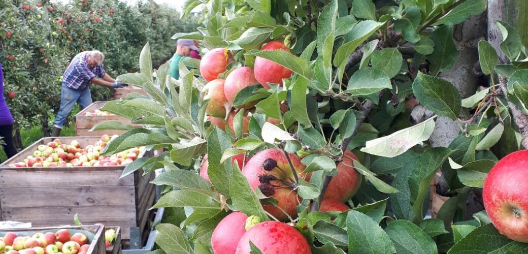 Europese appel- en perenproductie iets naar boven bijgesteld