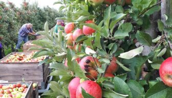 Europese appel- en perenproductie iets naar boven bijgesteld