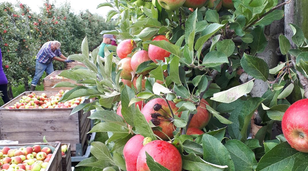 Europese appel- en perenproductie iets naar boven bijgesteld