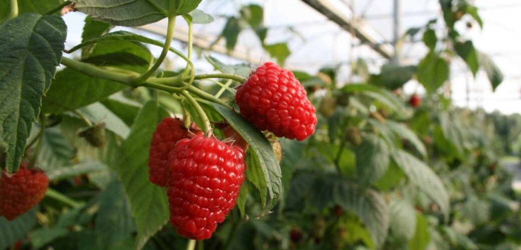 Platform FRUITVOORUIT.NL bestaat zes jaar!