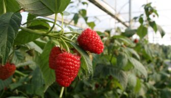 Platform FRUITVOORUIT.NL bestaat zes jaar!