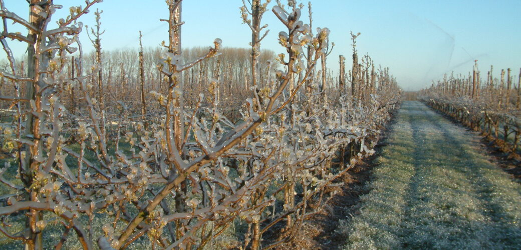 Onderzoek AgriDirect: een derde van fruitteeltbedrijven heeft opvolger
