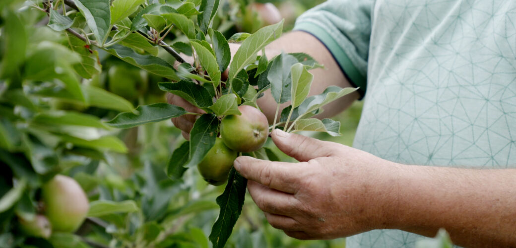BoerenPerspectief Zuid-Holland open voor agrarische ondernemers