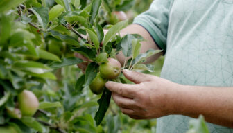 BoerenPerspectief Zuid-Holland open voor agrarische ondernemers