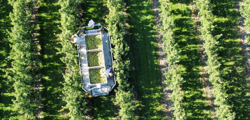 UPLG en KRW: impact op Utrechtse fruitteeltsector groter dan zichtbaar in eerste analyses