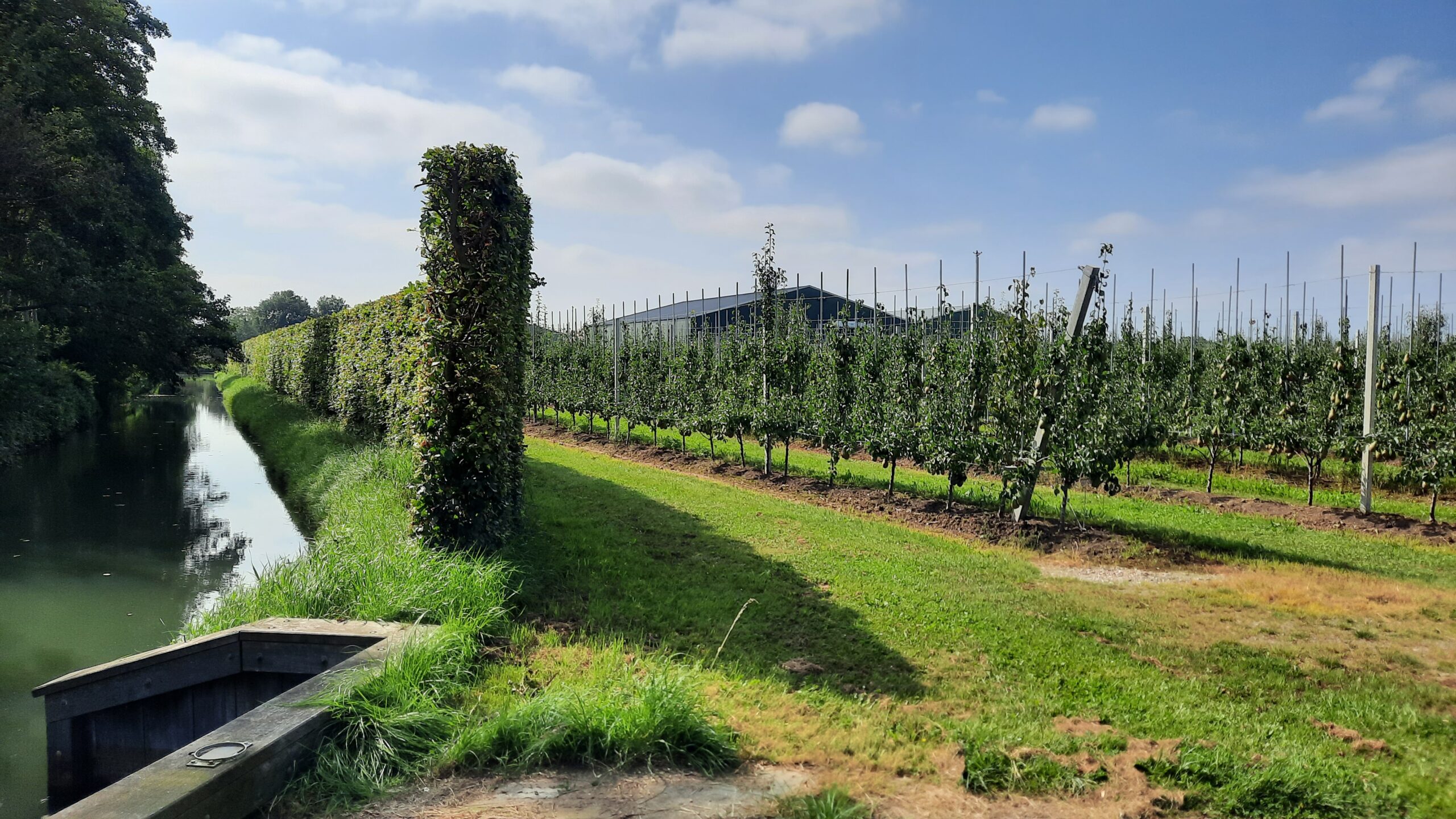 NFO Taskforce Gewasbescherming: ‘Agroforestry? De fruitteeltsector doet het al jaren!’