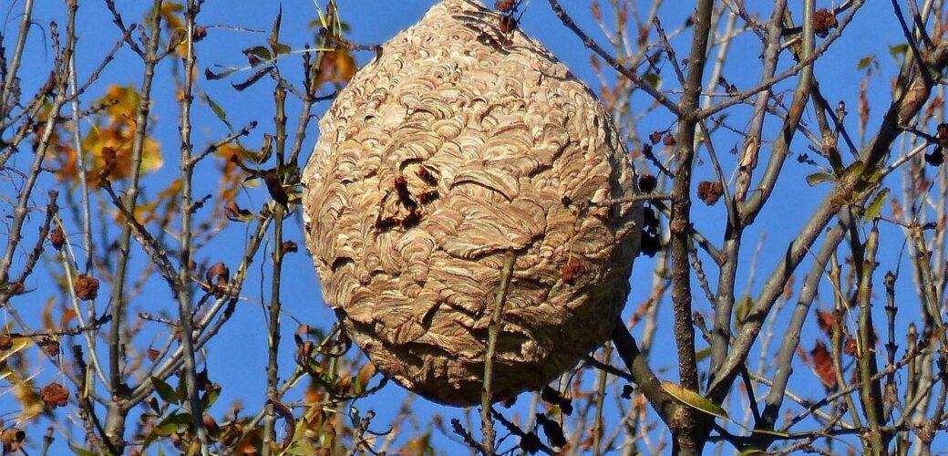 Verlies van één op de vijf Belgische bijenvolken door Aziatische hoornaar