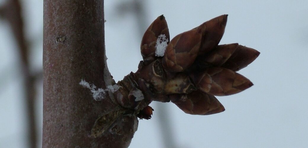 Vacature voorzitter NFO-kring Houtig Klein- en Steenfruit