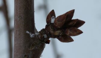 Vacature voorzitter NFO-kring Houtig Klein- en Steenfruit