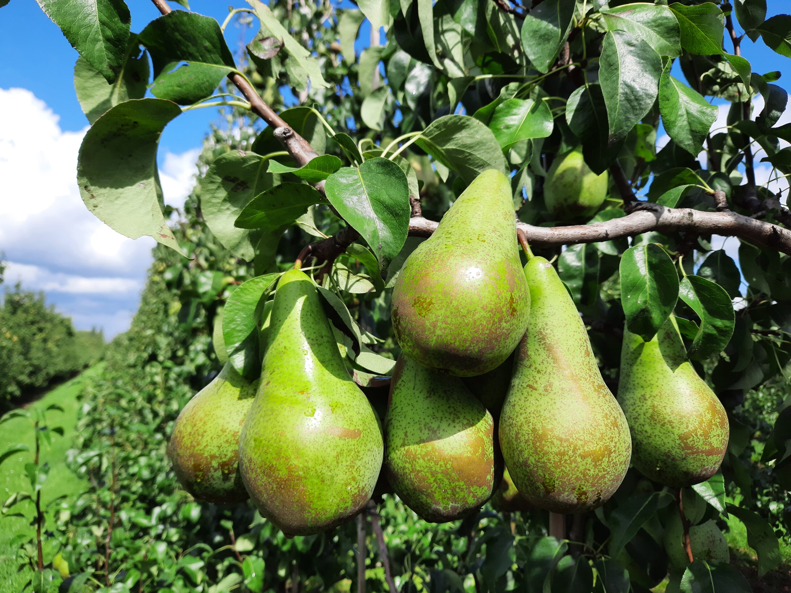 Europese appel- en perenvoorraden per 1 december