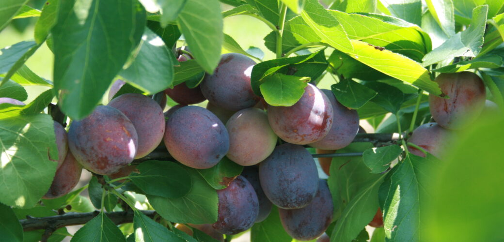 Etiket voor Tracer in kers en pruim gepubliceerd